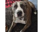 Adopt Chancy a Pit Bull Terrier