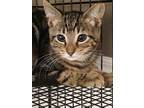 Adopt Moon Pie a Tabby