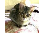 Adopt Trevor #great-with-dogs a Tabby, Domestic Short Hair