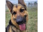 Adopt Robin a German Shepherd Dog