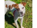 Adopt Ace a Jack Russell Terrier