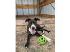 Adopt Maverick a Labrador Retriever, American Staffordshire Terrier