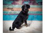 Adopt Luke a Australian Cattle Dog / Blue Heeler, Cattle Dog