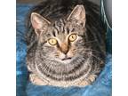 Adopt Hairy Styles a Domestic Short Hair