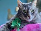 Adopt Dorian Grey a Tabby