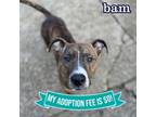 Adopt Bam a Mixed Breed