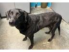 Adopt Storm a Labrador Retriever