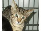 Adopt Kellogg a American Shorthair