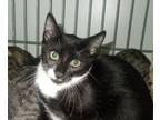 Adopt Heinz a American Shorthair