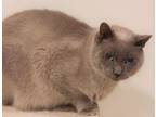 Adopt FREE - BARN CATS! a Siamese