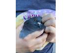 Adopt Beakers a Pigeon