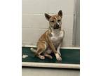 Adopt RUGGER a Australian Cattle Dog / Blue Heeler, Mixed Breed