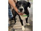 Adopt Lucas a Pit Bull Terrier, Mixed Breed