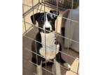 Adopt Colby a Border Collie, Mixed Breed