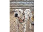 Adopt Spots a Pit Bull Terrier, Dalmatian