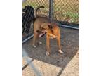 Adopt Ringo a Pit Bull Terrier, Mixed Breed