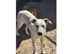 Adopt Ghost a Anatolian Shepherd, Cattle Dog