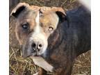Adopt Jameson a Pit Bull Terrier