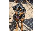 Adopt Sam a Rottweiler, Mixed Breed