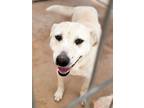 Adopt Paco a Mixed Breed