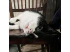 Adopt George "Georgie" a Domestic Short Hair