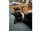 Adopt Geppetto a Domestic Short Hair