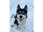 Adopt Joey a Siberian Husky, Samoyed