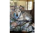 Adopt Pickle a Plott Hound, Greyhound
