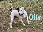 Adopt Olim a Jack Russell Terrier