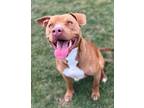 Adopt Jolly a American Staffordshire Terrier