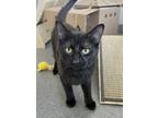 Adopt Loki *bonded With Zeus* a Domestic Short Hair