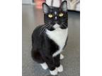 Adopt Zeus *bonded With Loki* a Domestic Short Hair