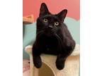 Adopt Andy bonded Reese a Domestic Short Hair