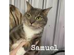 Adopt Samuel a Domestic Short Hair