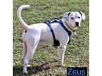Adopt ZEUS a Pit Bull Terrier, Hound