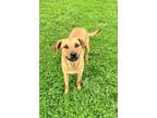 Adopt Beau a Black Mouth Cur