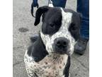 Adopt Tea a American Staffordshire Terrier