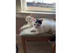 Adopt Coconut and Cupcake a American Shorthair