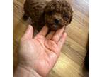 Maltipoo toy red male