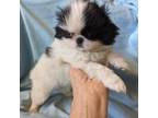 Japanese Chin Puppy for sale in Arroyo Grande, CA, USA
