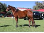 Athletic AQHA Ranch Gelding