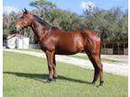 Rosco Gentle Trail Gelding