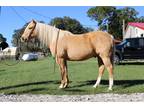 Flashy Palomino Gelding FINISHED Head, Heel, & Breakaway horse!