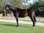 Flashy Athletic Dark Bay Gelding