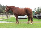 Boomer Draft Gelding Trail/Ranch Horse