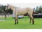 Flashy AQHA Buckskin Gelding