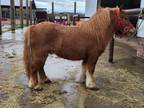 Miniature Pony Gelding