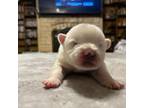 Mutt Puppy for sale in Gatesville, TX, USA