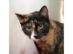 Miss Jay Domestic Shorthair Young Female
