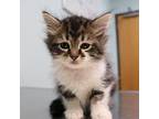 Franny Domestic Longhair Kitten Female